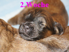 2.Woche